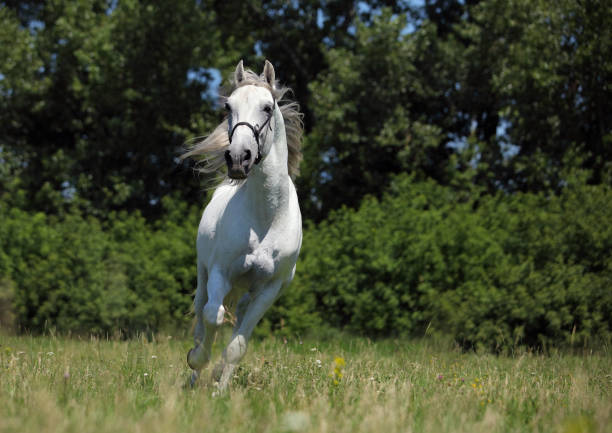istock White Lipizzaner horse with bridle 815139370
