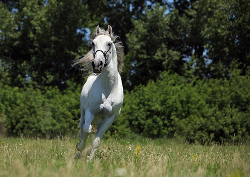 White Lipizzaner horse with bridle galloping in pasture