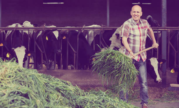 istock Farmer feeding cows with grass in farm 815141458
