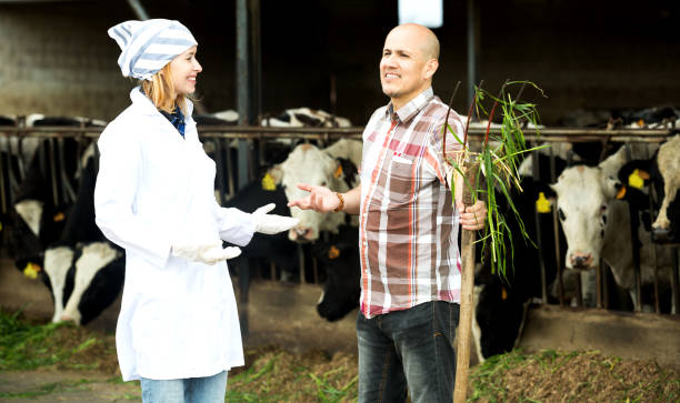 istock Couple of vets working with milky cows 815146236