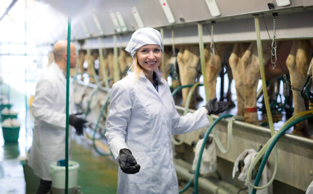istock Farm staff  with cow milking machines 815146240