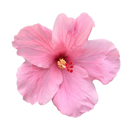 pink hibiscus flower on white background