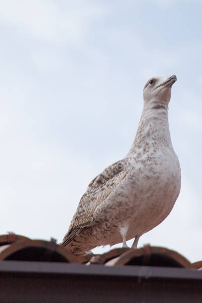 istock Single seagull sitting on the roof 815169808
