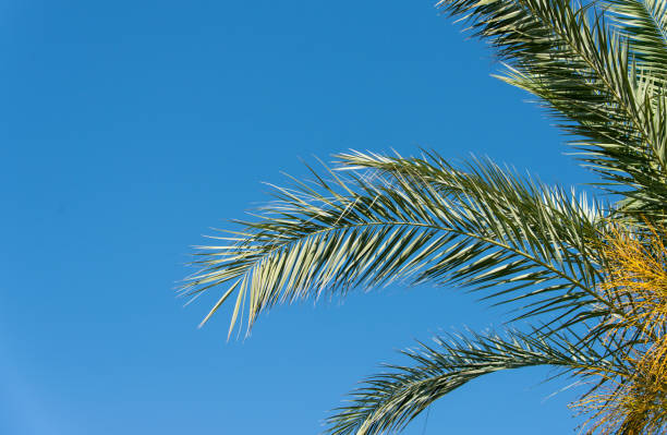 istock branches of palm trees against the blue sky 815174848