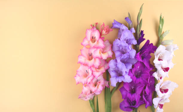 flores de gladiolo sobre fondo amarillo. - gladiolus fotografías e imágenes de stock