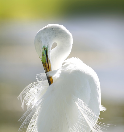 Great White Heron preening its feathers