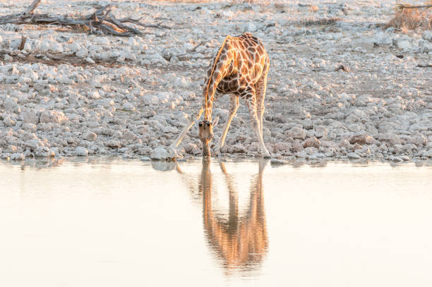 istock Namibian giraffe drinking water at a waterhole at sunset 815180902