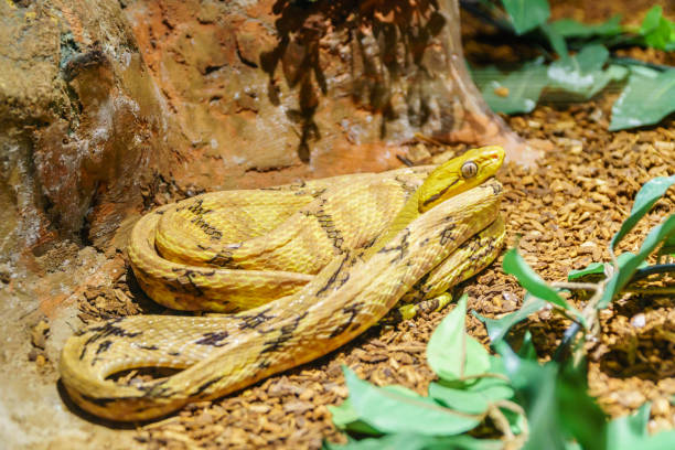 istock dog-toothed cat snake Thailand 815186174