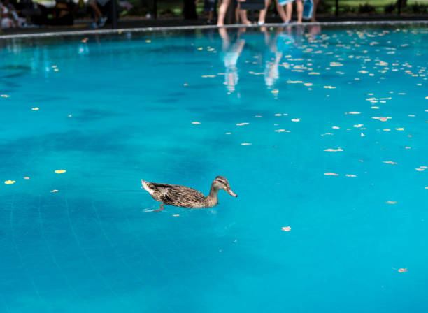 Duck swimming in reflecting pool at Korean war memorial