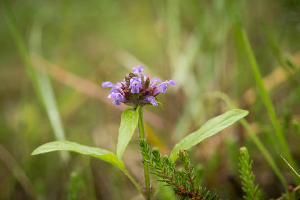 istock A beautiful purple blue flower on a forest floor after the rain. 815188830