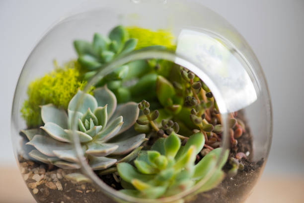 Succulents on the table, succulent is the new modern detail of flats and houses Succulents on the table, succulent is the new modern detail of flats and houses terrarium stock pictures, royalty-free photos & images