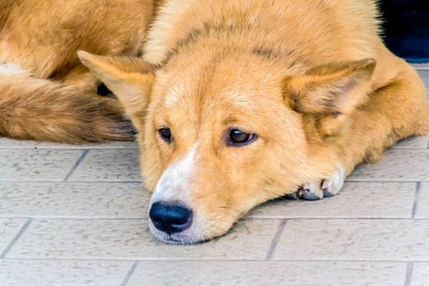 istock Closeup Dog crouched on the floor 815195958