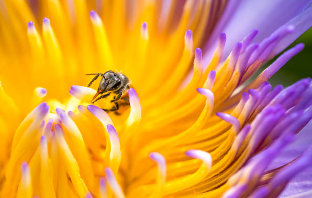 istock Honey bee collecting pollen from a yellow flower 815196094