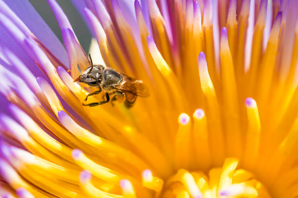 istock Honey bee collecting pollen from a yellow flower 815196188