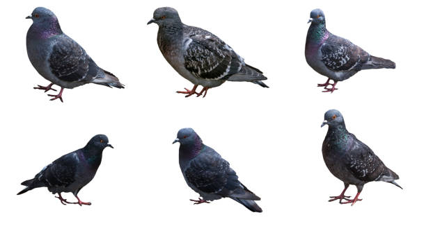 istock Pigeons in different poses isolated on white background 815196360