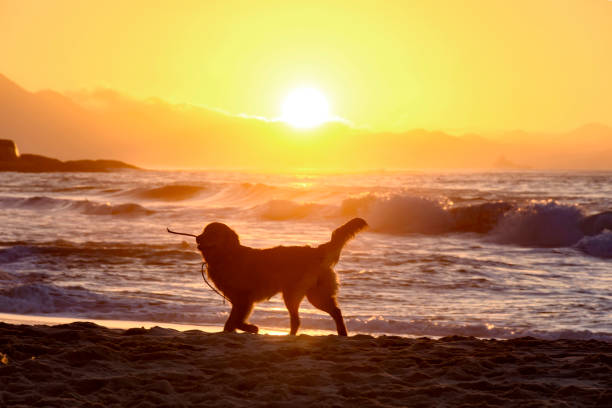 cane all'alba in spiaggia - sunrise sun gold sea foto e immagini stock