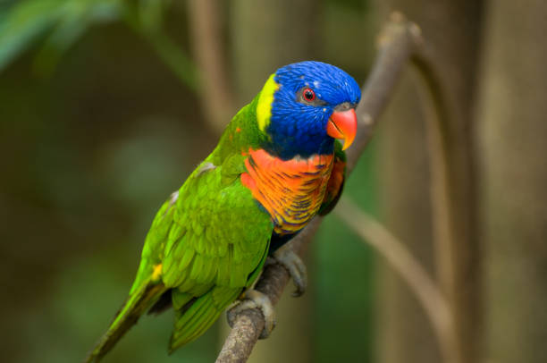 istock Singapore Jurong Bird Park 815199632