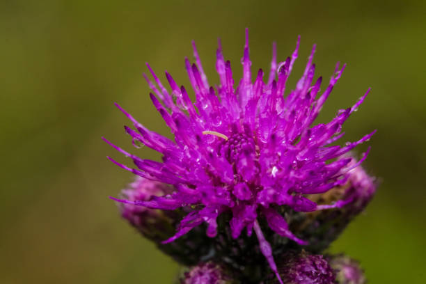 istock A beautiful vibrant purple thistle flower in a marsh after the rain. 815199752