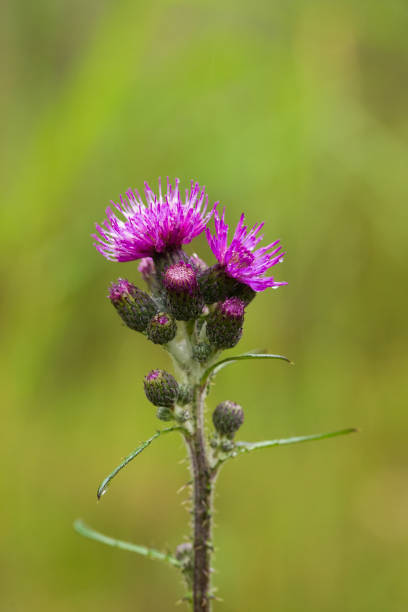 istock A beautiful vibrant purple thistle flower in a marsh after the rain. 815199776