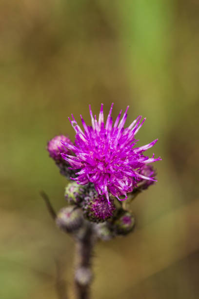 istock A beautiful vibrant purple thistle flower in a marsh after the rain. 815200404