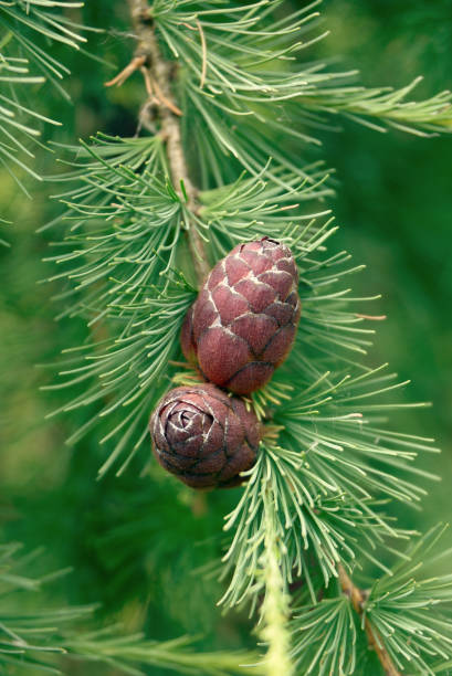 istock Young cones of a pine 815201886