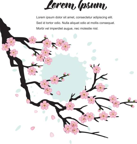 istock Vector illustration of a branch of blooming sakura. 815203206