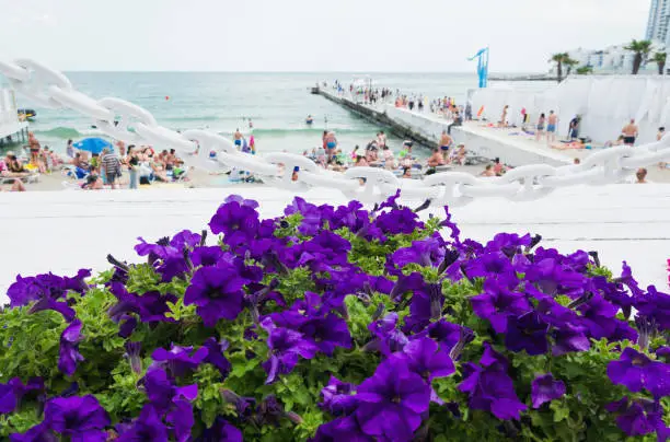 Purple flower plant next to black sea beach