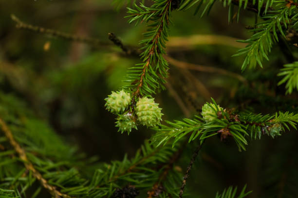 Beautiful, vibrant fir branches in a forest after the rain.