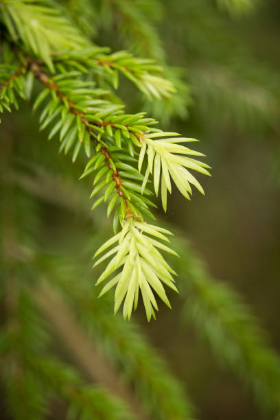 istock Beautiful, vibrant fir branches in a forest after the rain. 815208804