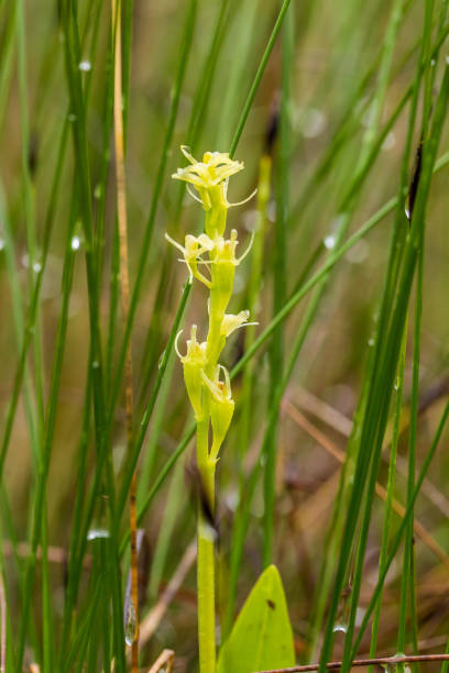 istock A beautiful rare fen orchid blossoming in the summer marsh. 815211524