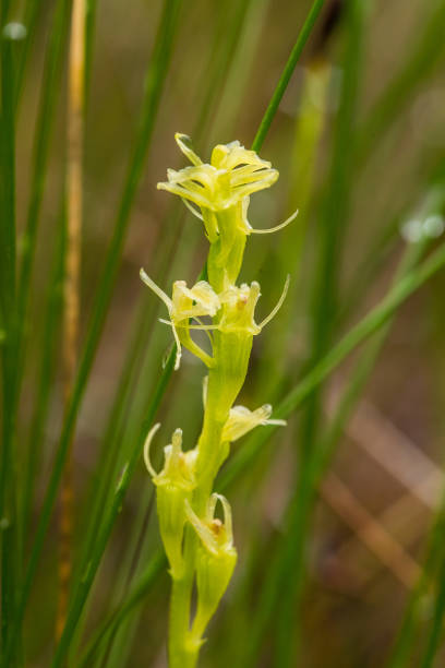 istock A beautiful rare fen orchid blossoming in the summer marsh. 815211550