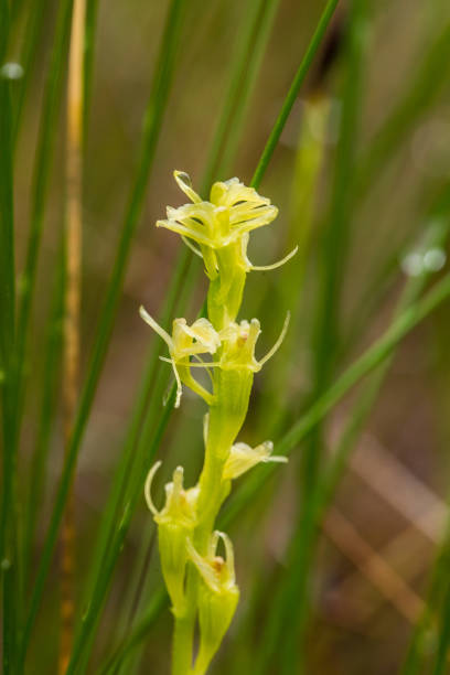 istock A beautiful rare fen orchid blossoming in the summer marsh. 815211556