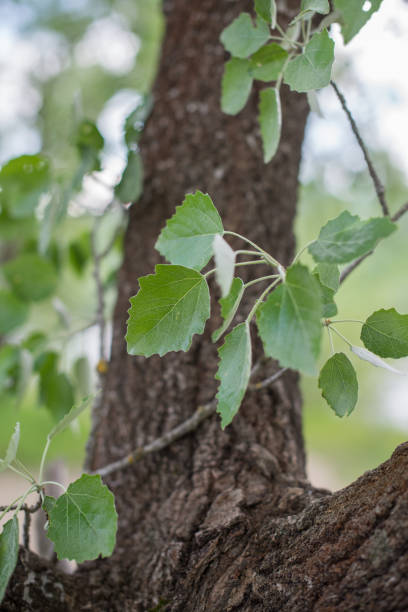 White poplar tree - Latin name - Populus alba