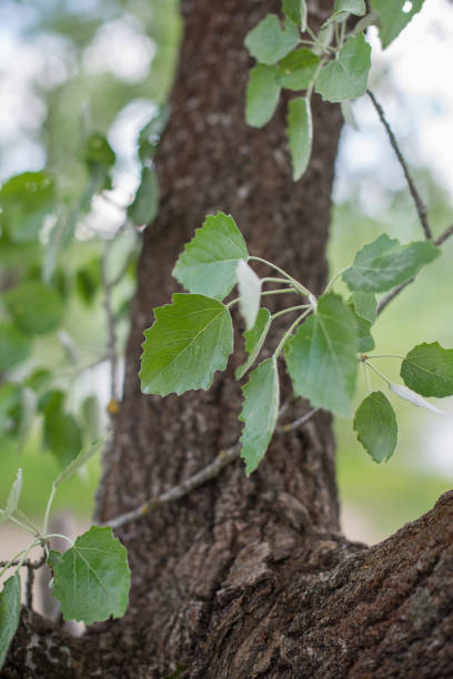 galho com folhas de aspen (populus tremula). - poplar tree - fotografias e filmes do acervo