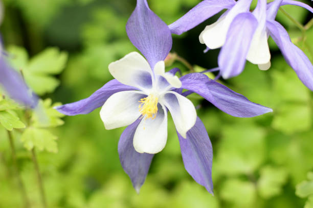 istock Aquilegia flower elves 815215190