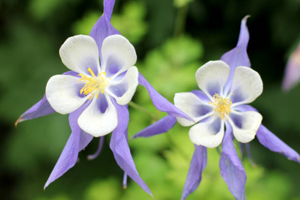 istock Aquilegia flower elves 815215216