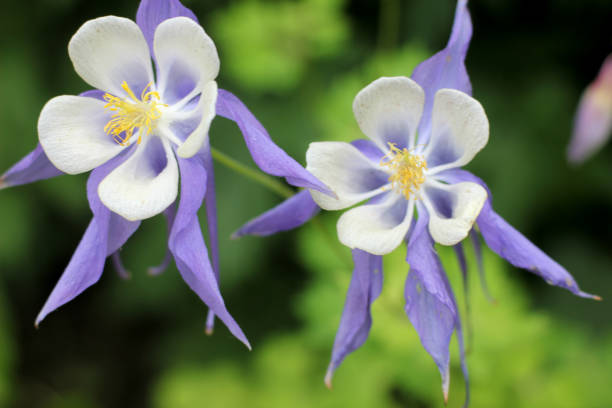 istock Aquilegia flower elves 815215232