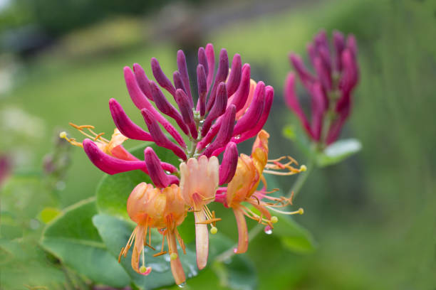 flor de la madreselva con gotas de lluvia - honeysuckle pink fotografías e imágenes de stock