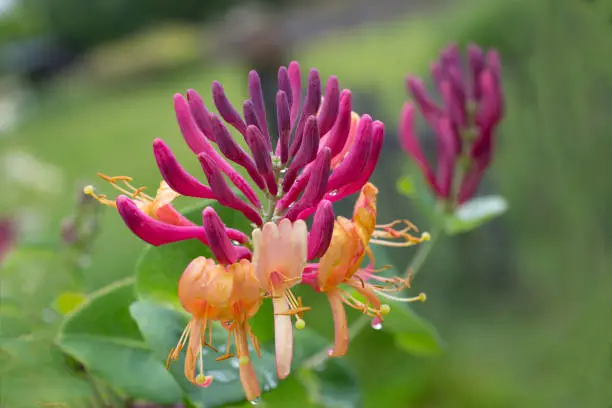 Photo of Honeysuckle flower with raindrops