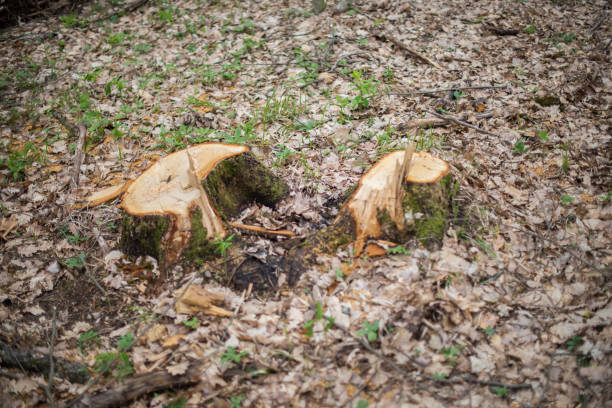 Two stump among dry oak leaves. Selective focus.