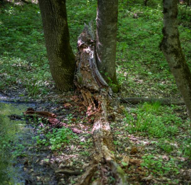 istock The remains of decomposed tree trunk. 815215470
