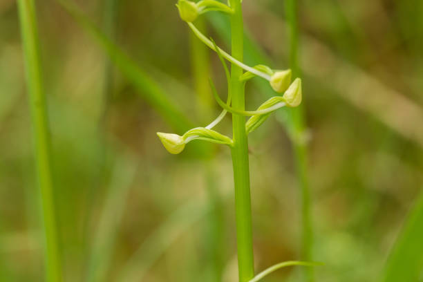 istock A beautiful rare lesser butterfly orchid blossoming in the summer marsh. 815215664
