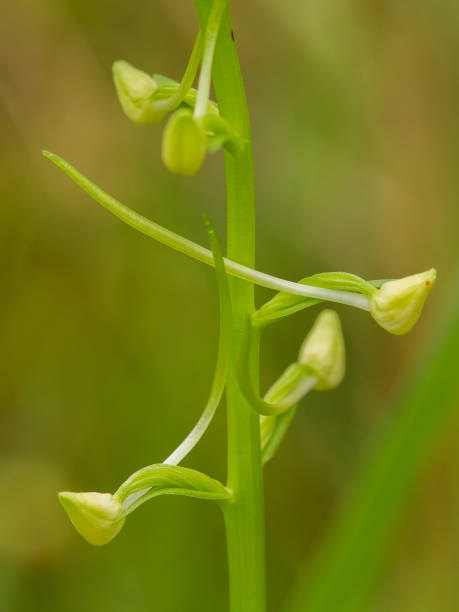 istock A beautiful rare lesser butterfly orchid blossoming in the summer marsh. 815215724
