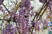 Carpenter bee (Xylocopa Valga) pollinate purple and lavender wisteria flowers.