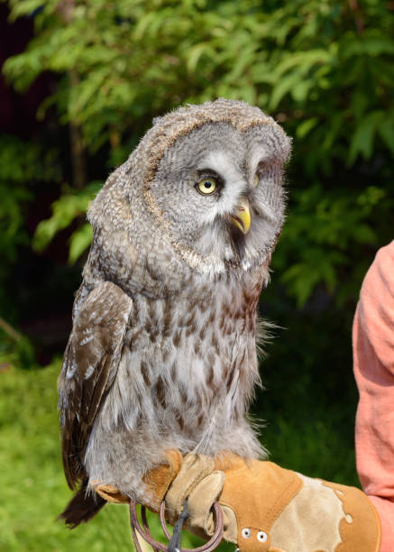 istock Owl-a bird of prey. 815218438