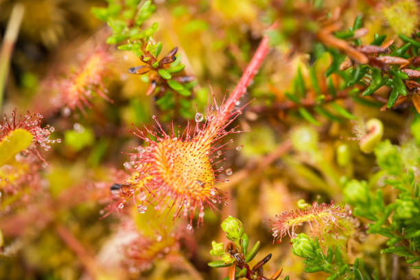 istock A beautiful round leaved sundew in a marsh after the rain. 815218528
