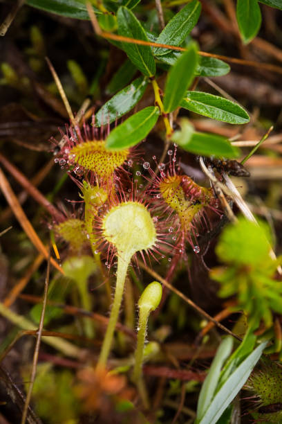 istock A beautiful round leaved sundew in a marsh after the rain. 815218556