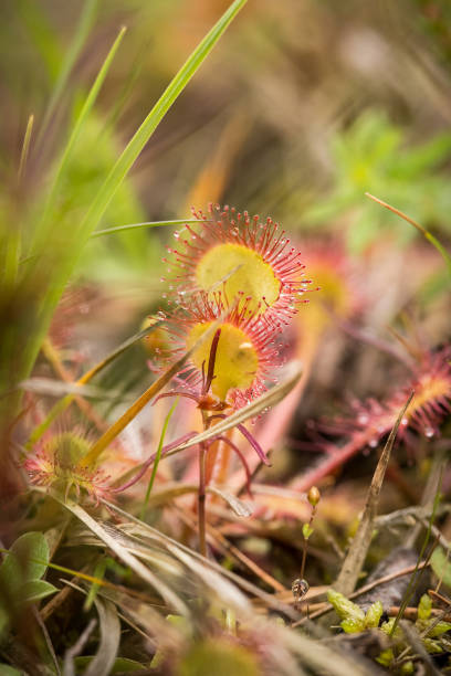 istock A beautiful round leaved sundew in a marsh after the rain. 815218646