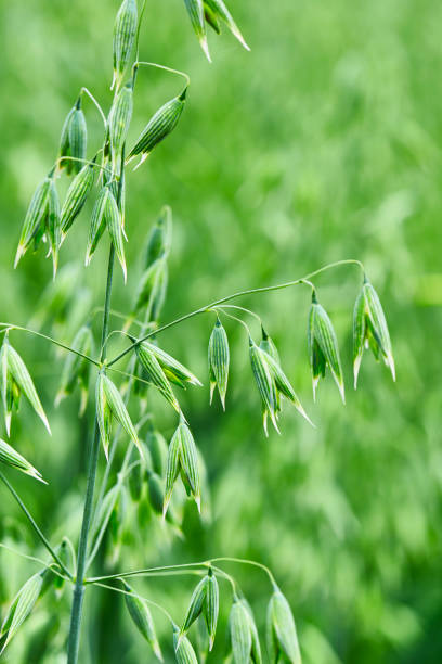 Close-up of oat field in the summertime.