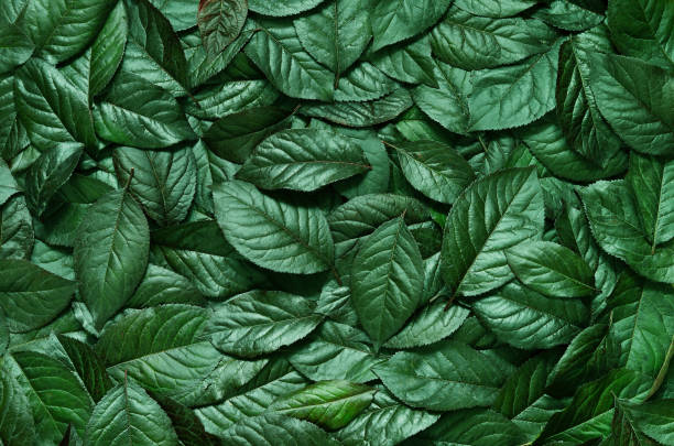 istock Creative layout made of leaves. Flat lay. Nature concept 815224938